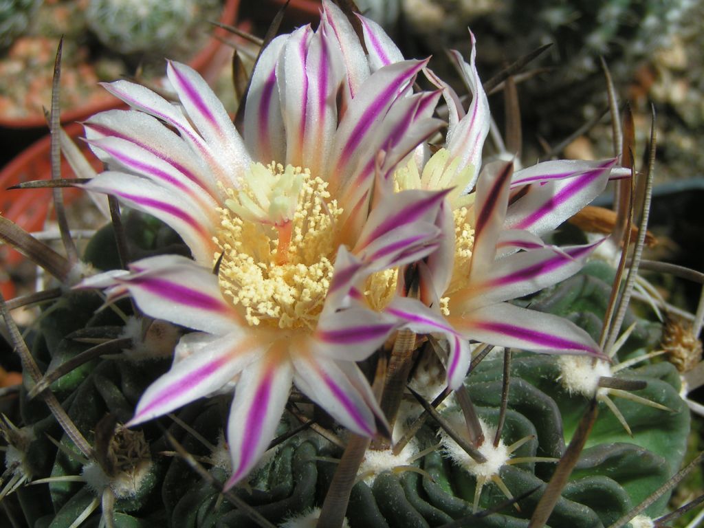 Stenocactus lamellosus